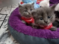 British longhair kedisi sahiplendirme