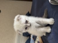 Mavi boncuk british shorthair