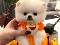 Evinize mutluluk getirecek minicik yavru pomeranian