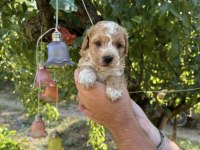 MALTİPOO BABYFACE YAVRULARIMIZ