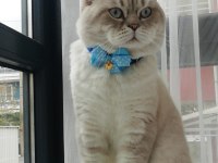 45 günlük sevimli Scottish fold yavrular