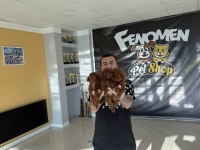shoooowwww maltipoo yavrular ankara mağazamızda