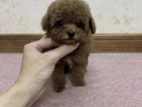 TOY POODLE YAVRUMUZ