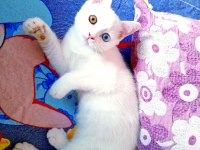 Harika Van Kedisi Tombiş