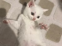 Beyaz dişi british shorthair yavru