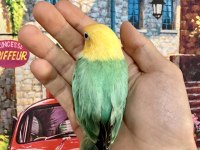 CENNET PAPAĞANI YAVRU (ÜST MUTASYON)