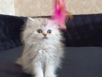 Minnoş kedilerim