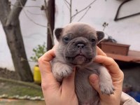 SAFKAN EGZOTİK FRENCH BULLDOG YAVRULARIM REZERVEDE