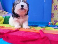 Morkie Teacup Yavrularımız