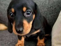 A kalite Daschund yavruları