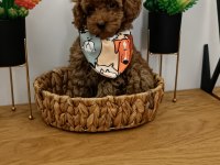 3 aylık toy poodle uygun erkek