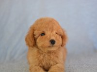 BÖYLE MALTİPOO GÖRMEDİNİZ