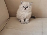 Dişi Ve Erkek Point British Longhair Yavrular