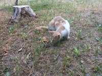 5 YAŞINDA AKILLI BOYLU POSLU KISIR ERKEK KEDİMİZ ÜCRETSİZ