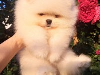 Petmode köpek çiftliğinden pomeranian yavrular