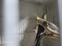 Uyguna Sultan Papağanı Yavruları