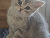 Yavrular British Longhair Silver Point Ve Gold
