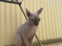 8 AYLIK SFENKS KEDİMİZ DOBBY