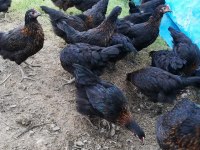 ÜCRETSİZ TESLİMAT ATAKS LOHMAN BROWN SANDY TİNTED CORAL