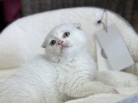 2 aylık scottish fold dişi
