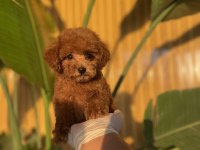 Toy Poodle Bebekler Referans Yavru