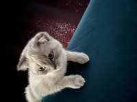Gri maskeli british shorthair
