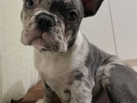 BAŞINIZIN TATLI BELASI KÖPEĞİMİZ YENİ AİLESİNİ ARIYOR