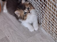 Scottish fold ve british shorthair yavrularımız