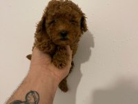 Kore kan poodle yavrular