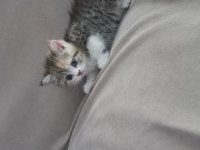 British shorthair yavrular oyuncu