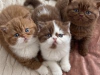 British shorthair bebek