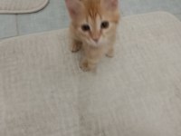 Kediye acil yuva arıyoruz