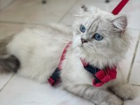 Safkan ırk British long hair 1 yaşında erkek