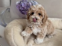 Orıgınal Kore Teacup Maltipoo Yavrumuz