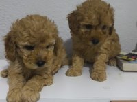 Toy poodle yavru köpekler