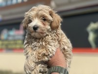 Petmode köpek çiftliğinden kore maltipoo