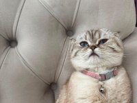 Uygun puana sahiplendirme yapacağım scottish fold