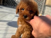 Toypoodle Yavrularımız