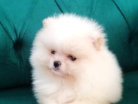Ultra kalite ayı surat pomeranian boo