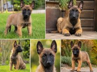 Belçika Malinois Yavrularımız Yuvasını Arıyor