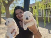 Sağlık ve ırk garantili samoyed yavrularım