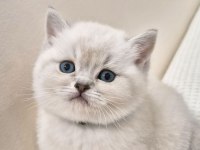 OYUNCU SAĞLIKLI BLUE POİNT BRİTİSH SHORTHAİR YAVRUMUZ