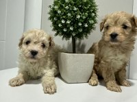 Maltipoo yavrularımız