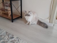 İran kedimize yuva ariyoruz