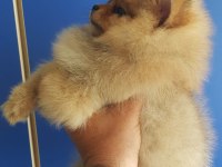 Pomeranian ve bi poodle