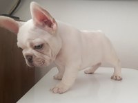 Üst düzey exotic french bulldog 4 aylık erkek