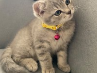 Çok tatlı 3 aylık kedimiz