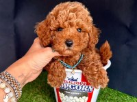Sevimli Toy Poodle Yavrularımız