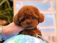 Show Kalıte Toy Poodle Yavrularım