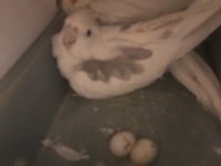 5 Yumurtalı TAKIM Erkek Heavy Dişi Albino Sultan